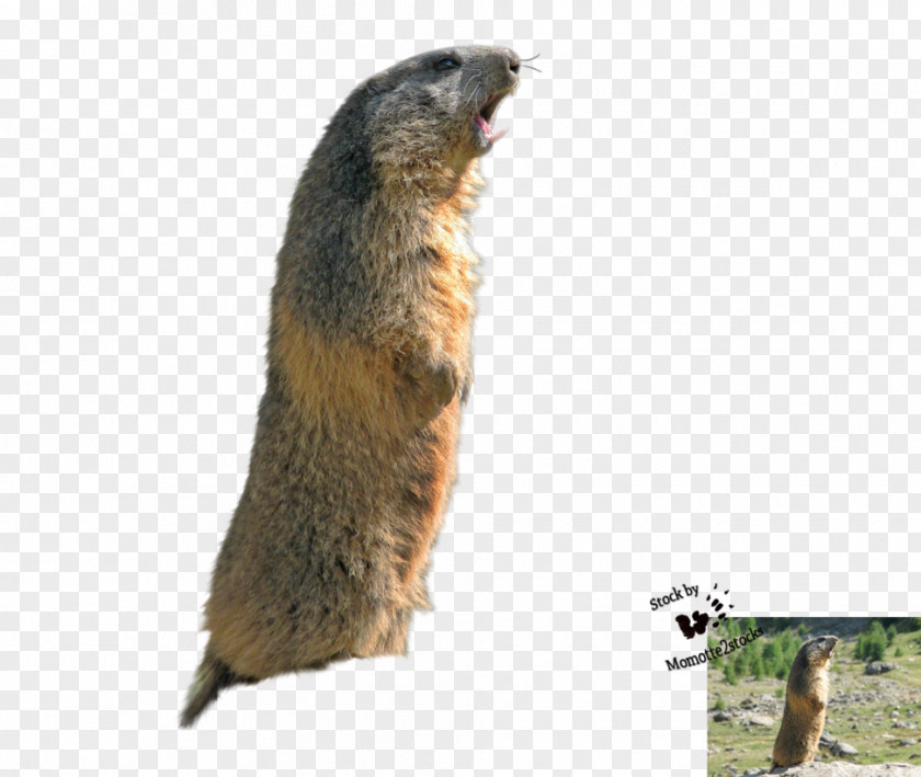 Beaver Marmot Prairie Dog Fur PNG