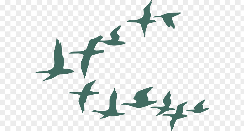 Bird Water Color Migration Goose Flock PNG