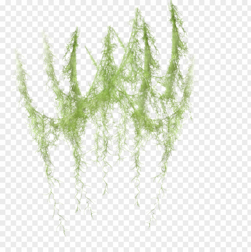 Exoterra Vector Green Image Transparency Twig PNG