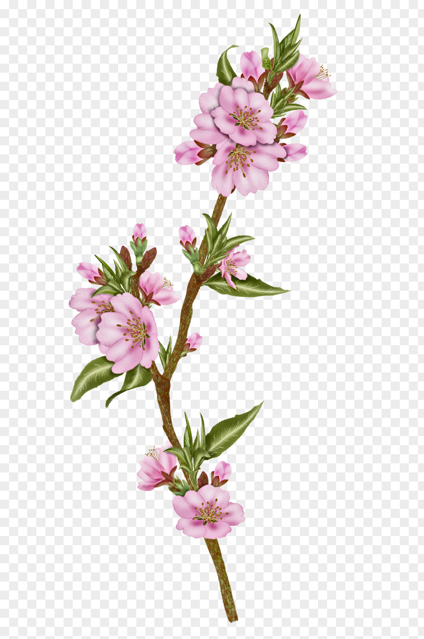 Flower Blossom Cut Flowers Plant Alstroemeriaceae PNG