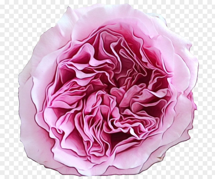 Garden Roses PNG