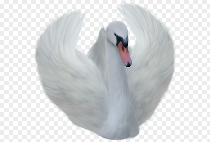 Goose Clip Art Image Transparency PNG