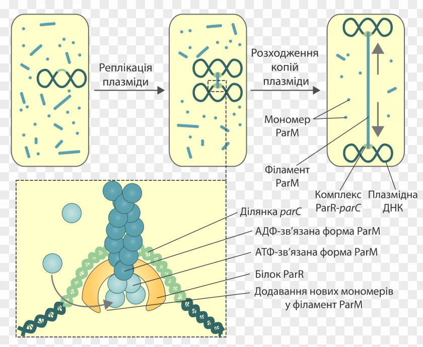 Parm Prokaryotic Cytoskeleton Plasmid Prokaryote Bacteria PNG