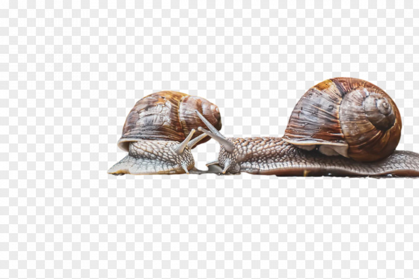 Gastropods Snail Slug Mollusca PNG