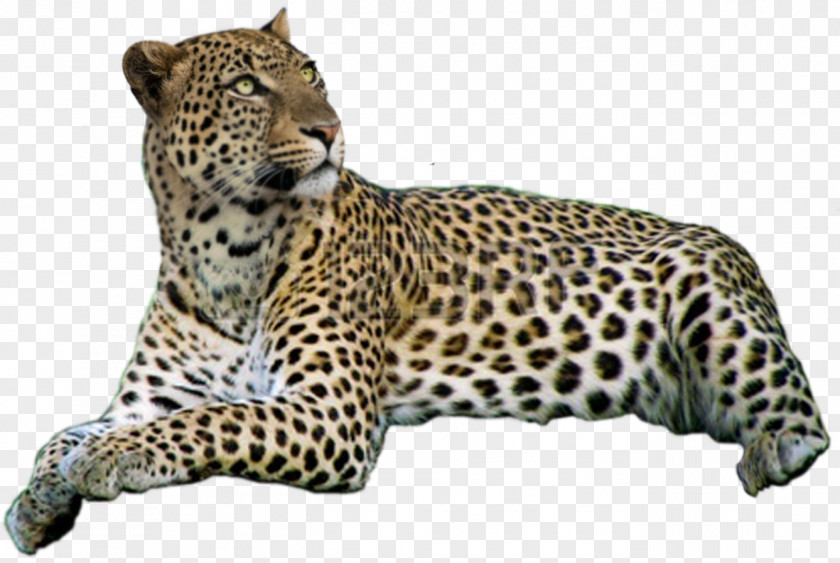 Leopard Jaguar Cheetah Whiskers Snout PNG
