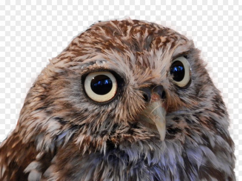 Owl ICO Icon PNG