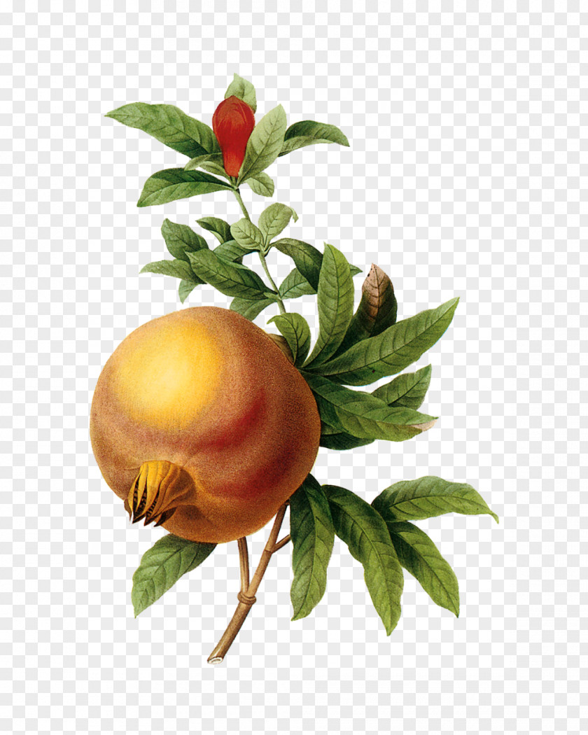 Pomegranate Botanical Illustration Botany Art PNG