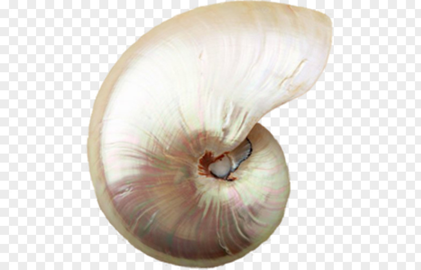 Pretty Conch Sea Snail Seashell Mollusc Shell PNG