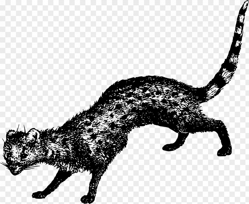 Smallest Whiskers Viverridae Wildcat Large Indian Civet PNG