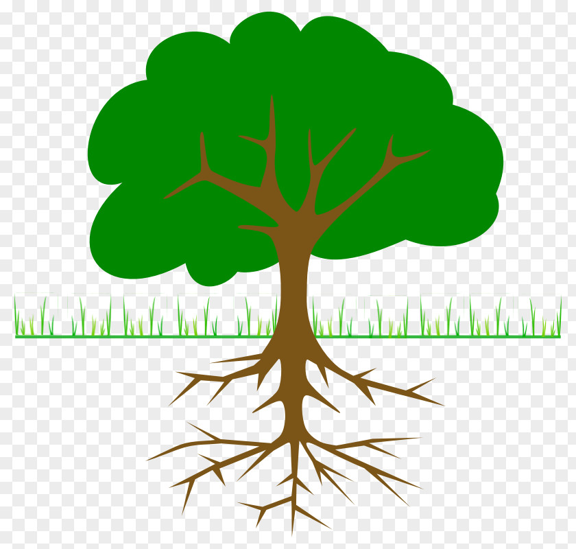 Tree Branches Pictures Branch Root Clip Art PNG