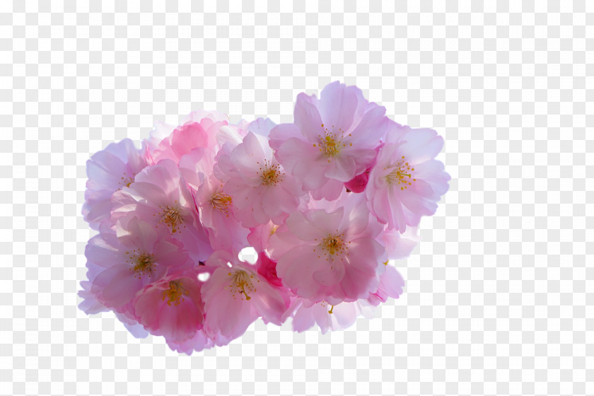 Cherry Blossom Flower Yoshino PNG