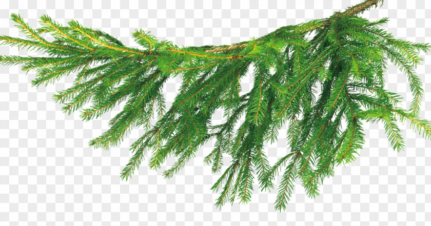 Christmas Tree Бычиха Branch PNG