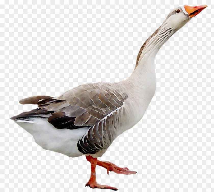 Gull Hunting Decoy Cartoon Nature Background PNG