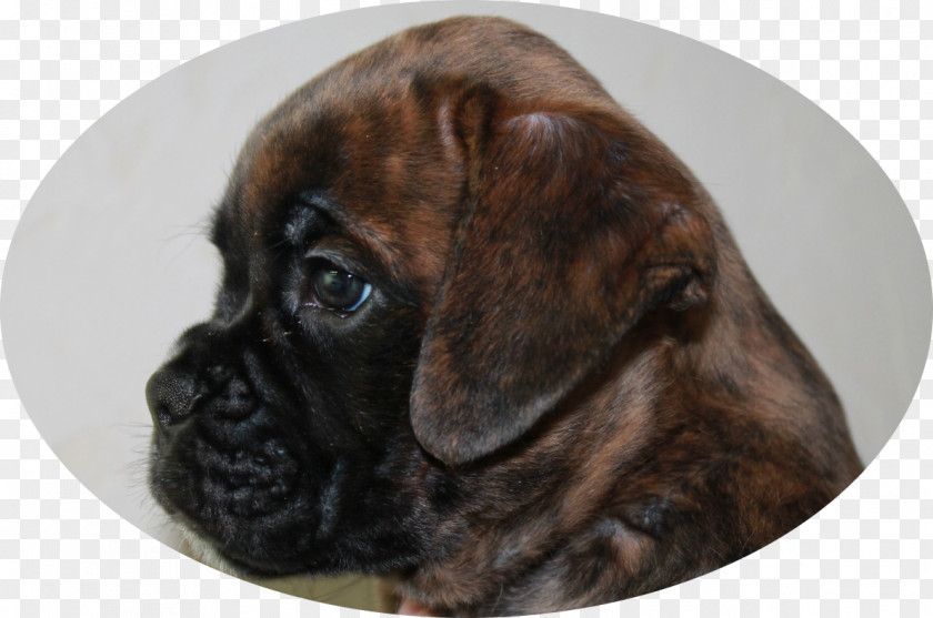 Puppy Boxer Bullmastiff Puggle Dog Breed PNG