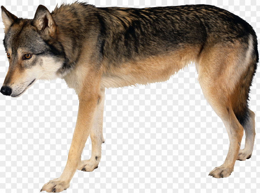 Wolf Image Dog Arctic Wallpaper PNG