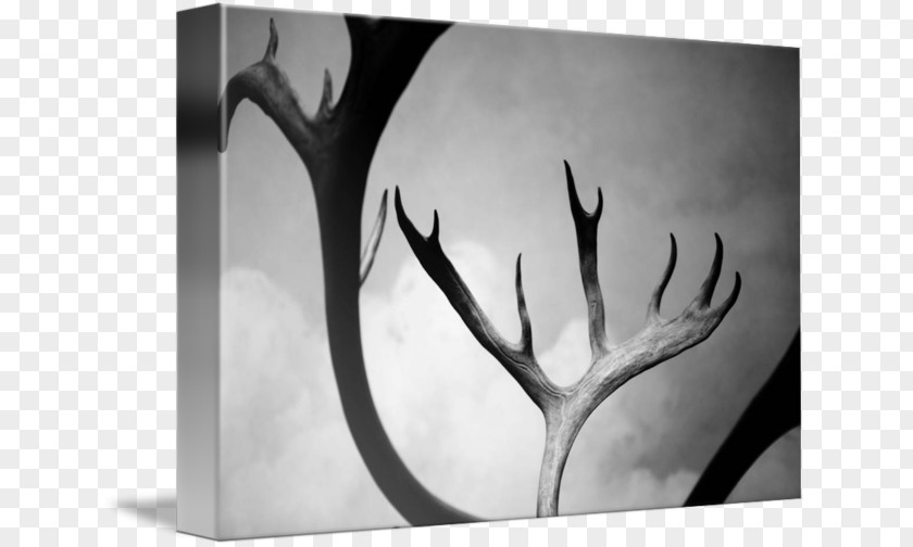 Antler Monochrome Photography Still Life PNG
