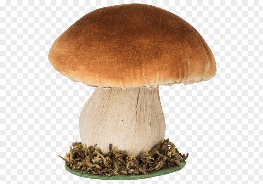CRAYONS Penny Bun Chytridiomycota Common Mushroom Edible PNG