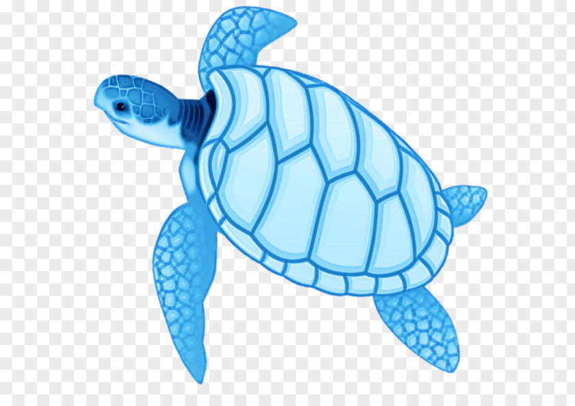 Loggerhead Sea Turtle Turtles Tortoise M Fish PNG