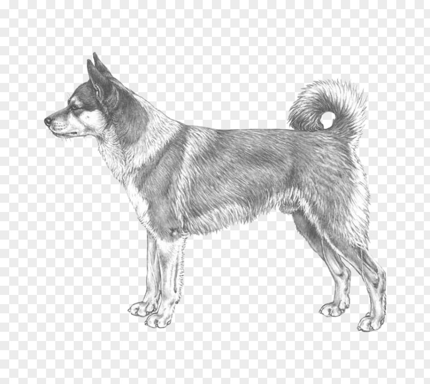 Norwegian Lundehund Dog Breed Elkhound Siberian Husky Buhund PNG