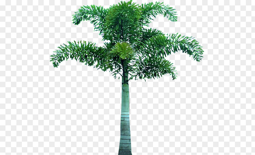 Palm Tree Arecaceae Evergreen Clip Art PNG