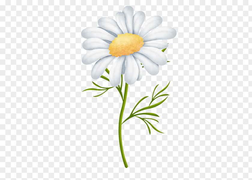 Chickadee Oxeye Daisy Marguerite Chrysanthemum Cut Flowers Petal PNG