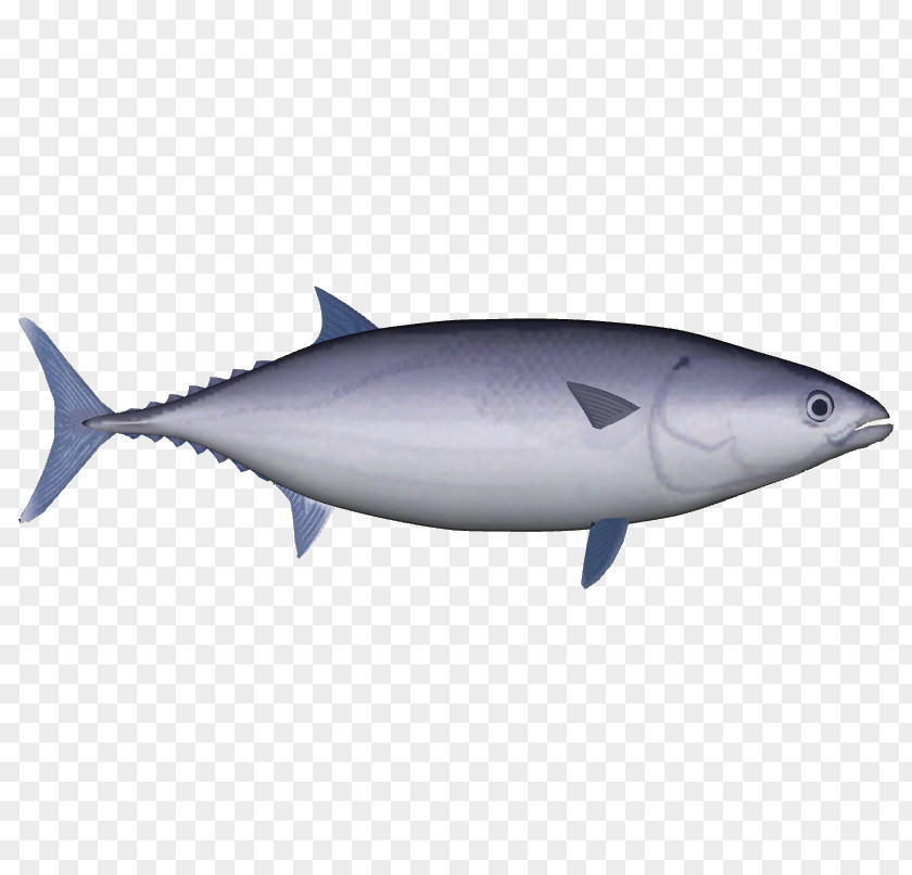 Fish True Tunas Skipjack Tuna Yellowfin Pelagic Mahi-mahi PNG