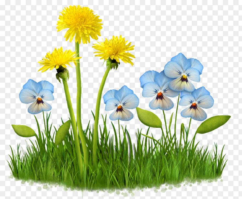 Flower Of The Fields Clip Art PNG