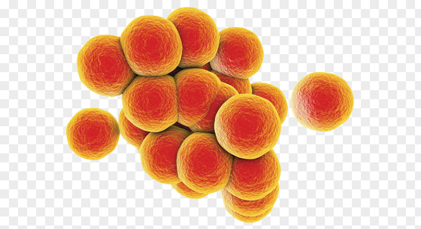 MRSA Super Bug Staphylococcal Infection Bacteria Food Poisoning Group A Streptococcus PNG