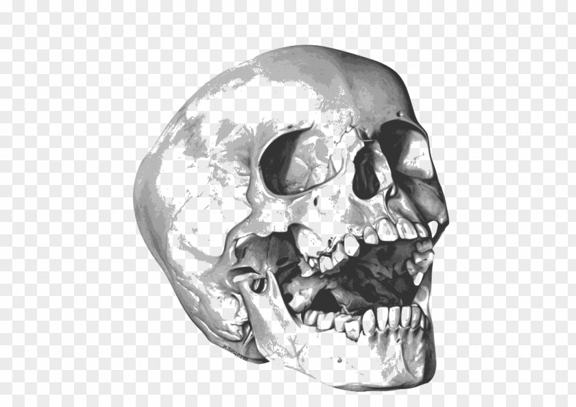 Skull Calavera Clip Art PNG