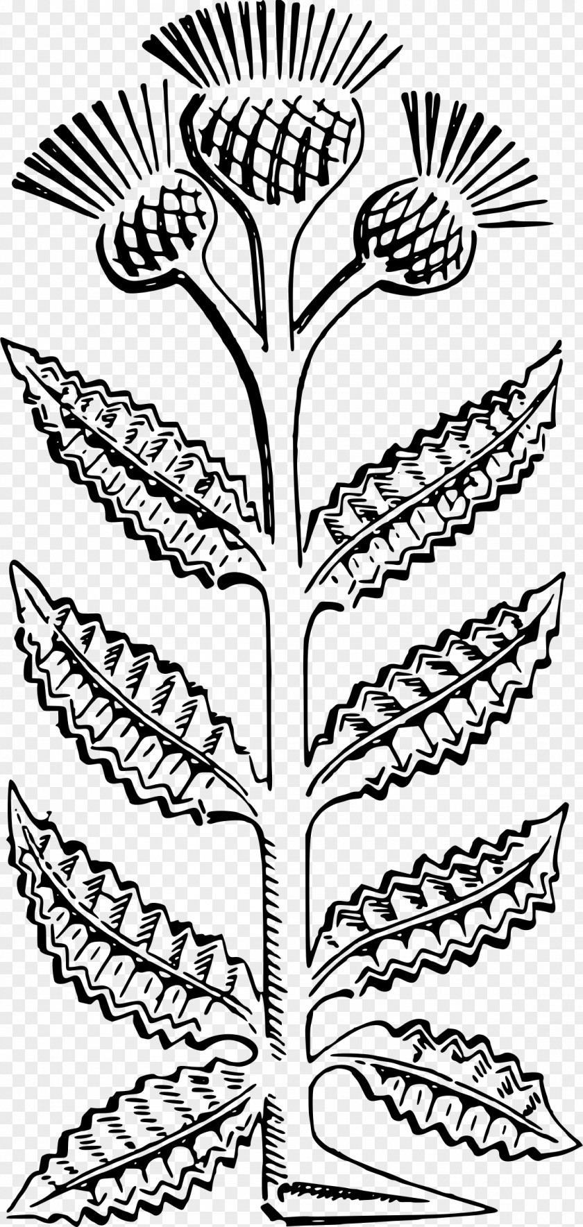 Thistle Clip Art PNG