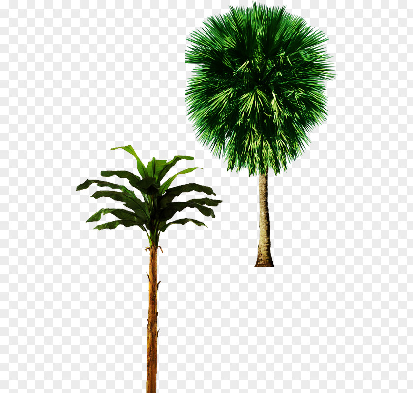 ,castle,Cutout,Trees,Trees,,castle,Cutout Tree Arecaceae Trunk Plant PNG
