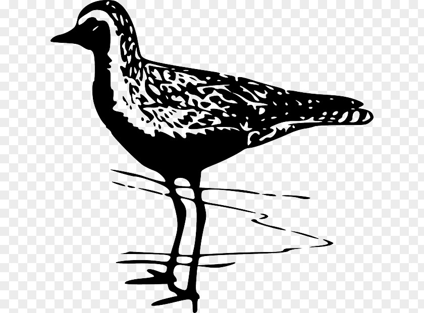 Golden Birds Bird Pacific Plover American Clip Art PNG