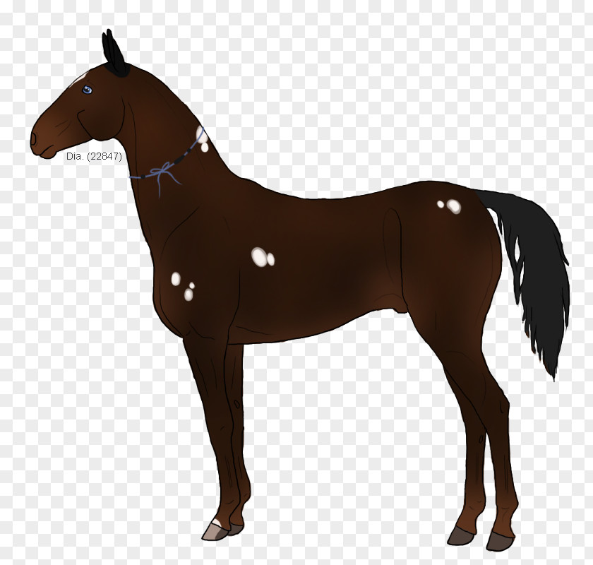 Mustang Foal Howrse Stallion Mare PNG