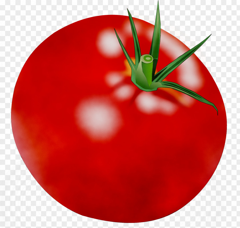 Plum Tomato Bush Food YouTube PNG
