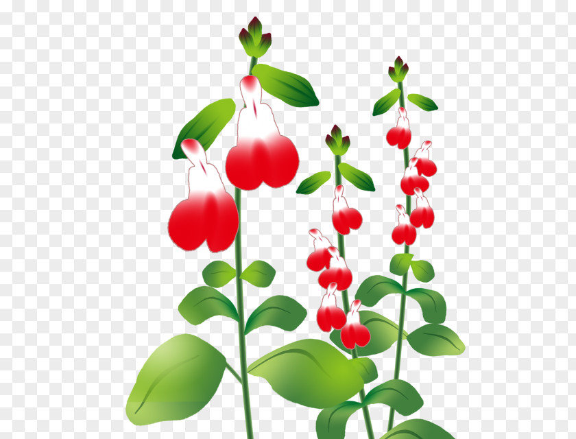 Scarlet Sage チェリーセージ Illustration Common Plants Herb PNG