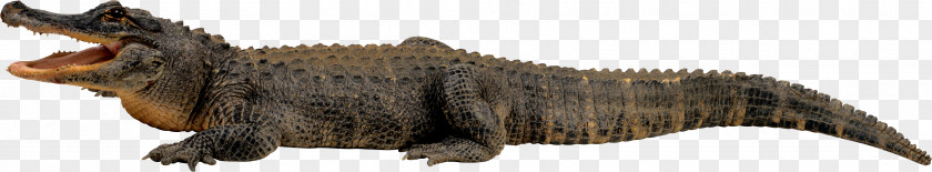 Crocodile Papua New Guinea Saltwater PNG