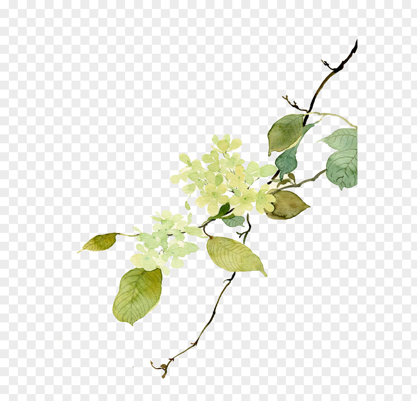 Pear Painted Material Download Flower PNG
