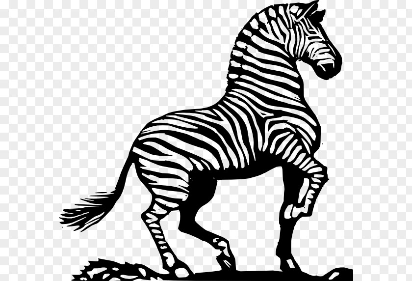 Animated Zebra Cliparts Horse Black And White Clip Art PNG