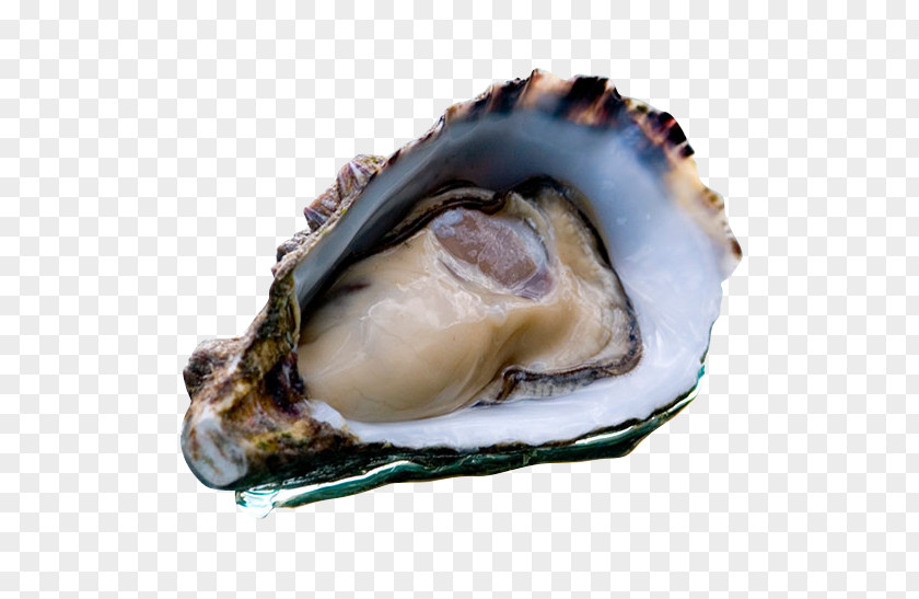 Bay Larner's Oyster Supplies Coffin Seafood Clam PNG