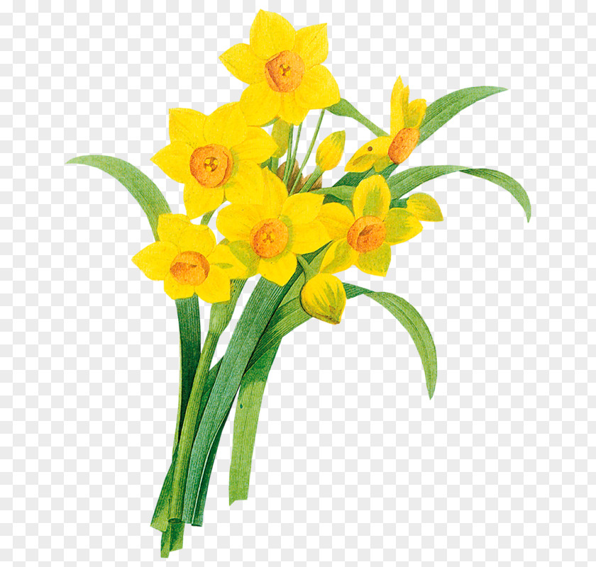 Daffodil Clip Art PNG