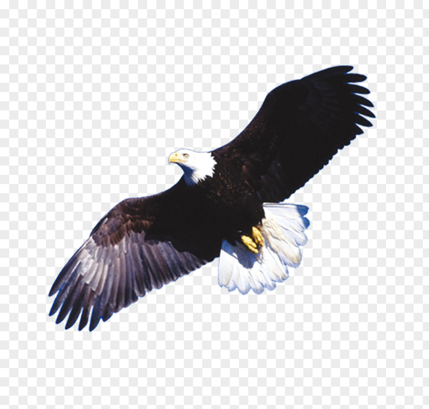 Eagles Soar Electric Motor Pump Company Machine Business PNG