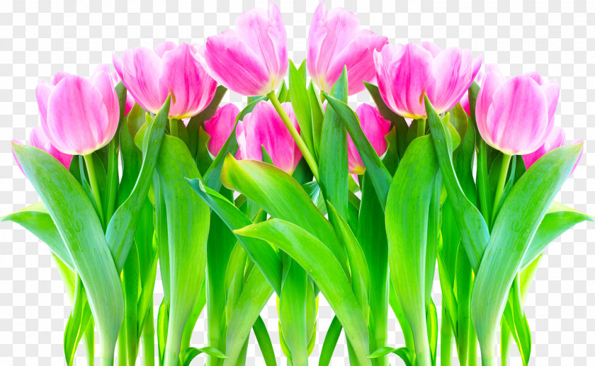 Tulip Flower Allah Petal Desktop Wallpaper PNG