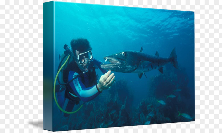 Fish Scuba Diving Divemaster Underwater Marine Biology Mammal PNG
