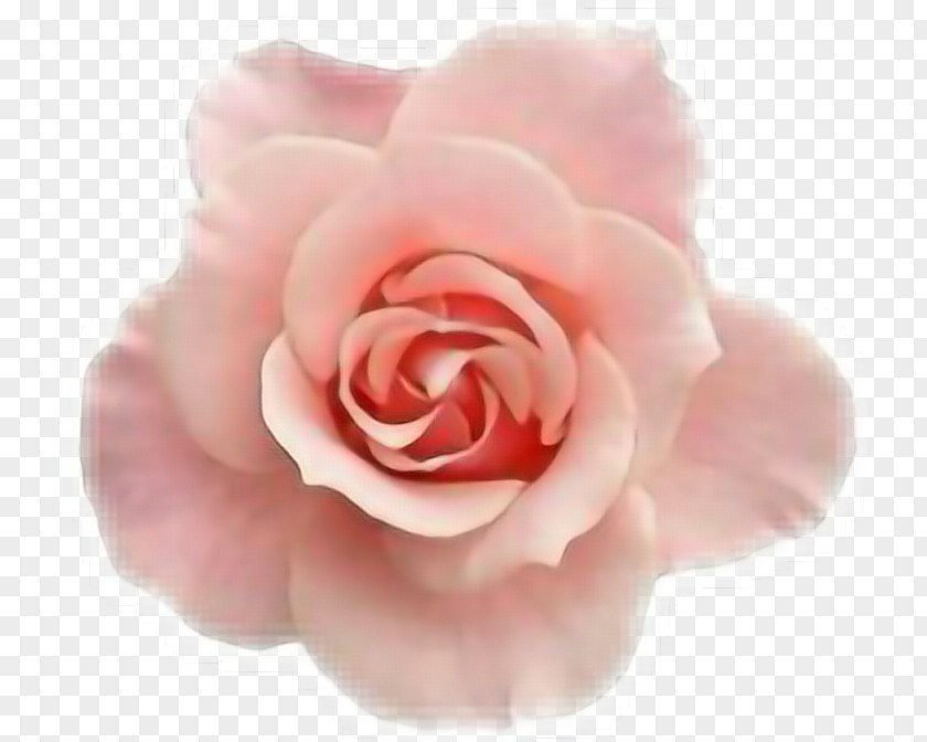 Flower PhotoScape Clip Art PNG