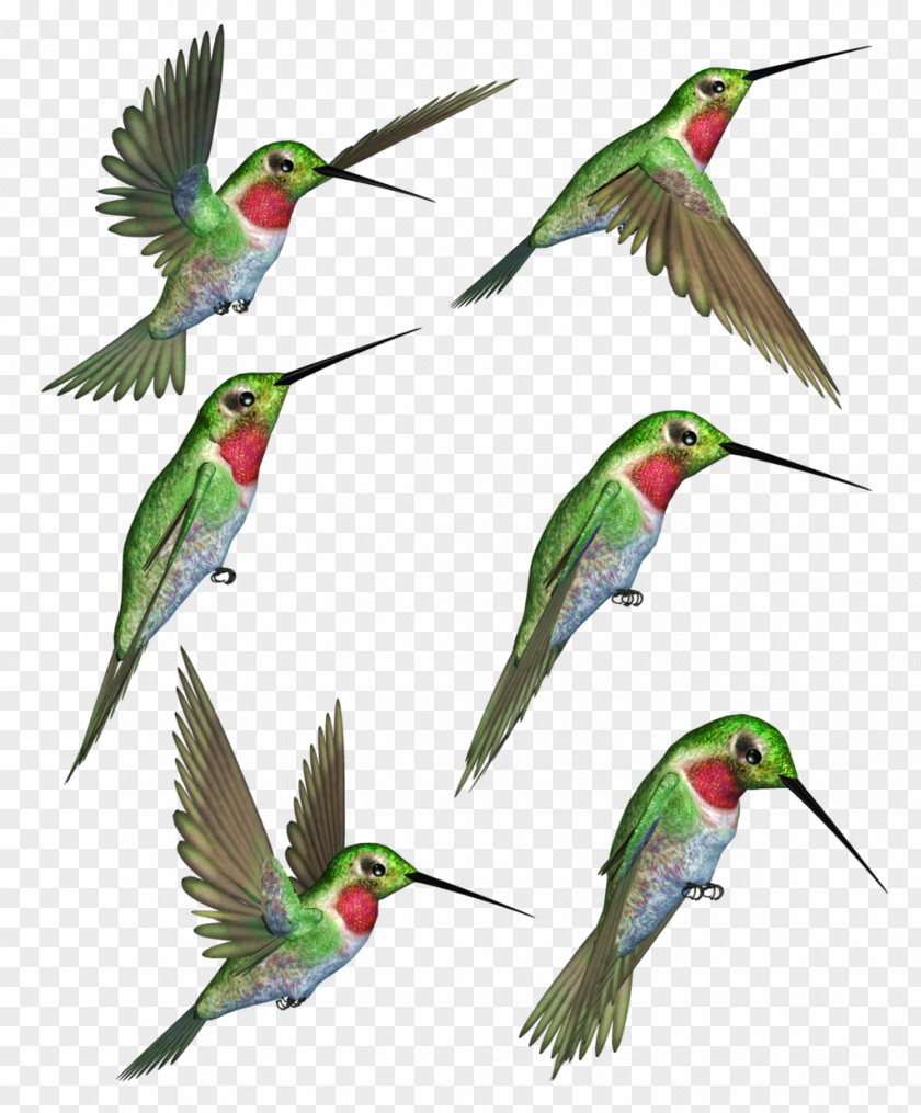 Humming Bird Ruby-throated Hummingbird Clip Art PNG