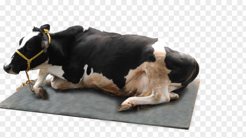 Mattress Cattle Manufacturing Agriculture PNG