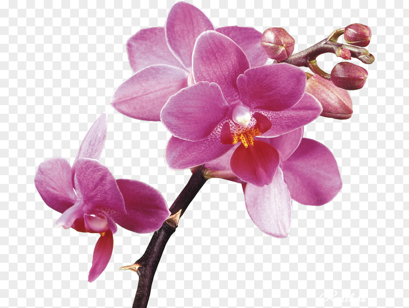 Orchid Vector Orchids Desktop Wallpaper Clip Art PNG