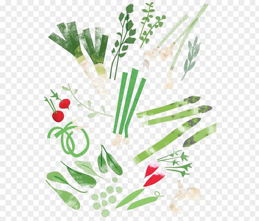 Vegetable Material Drawing Art Food Illustration PNG