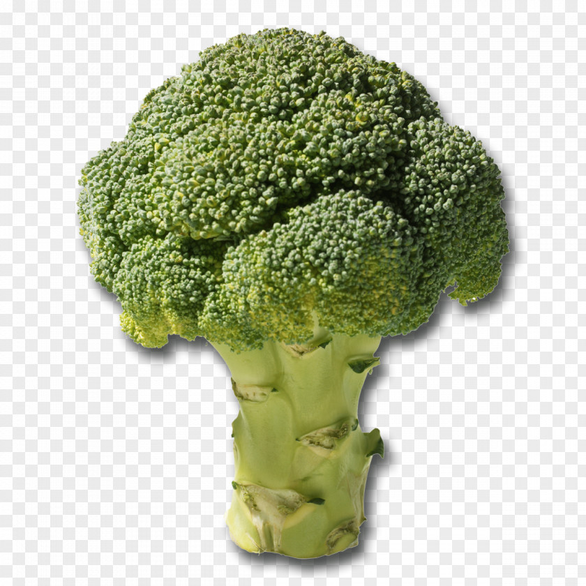 Broccoli Slaw Vegetable Florets Vegetarian Cuisine PNG