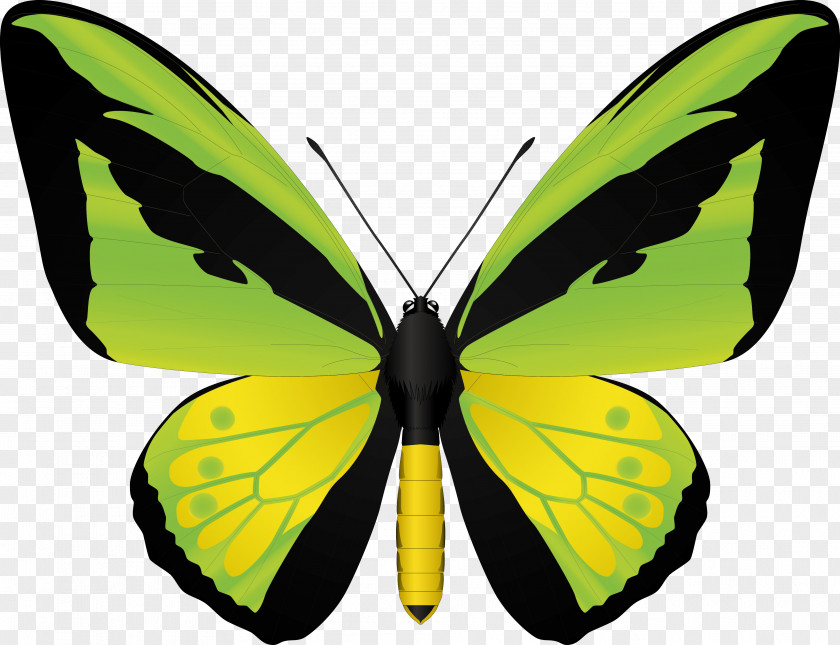 Butterfly Birdwing PNG